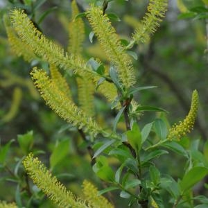 Photographie n°729225 du taxon Salix triandra L. [1753]