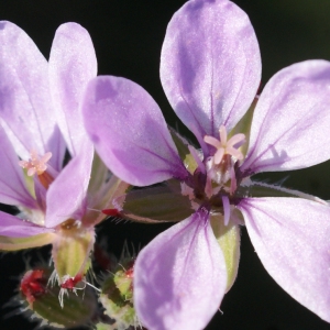 Photographie n°729279 du taxon Erodium cicutarium (L.) L'Hér.