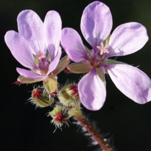 Photographie n°729280 du taxon Erodium cicutarium (L.) L'Hér.