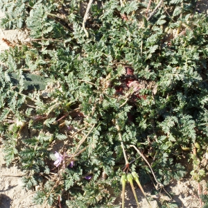 Photographie n°729282 du taxon Erodium cicutarium (L.) L'Hér.