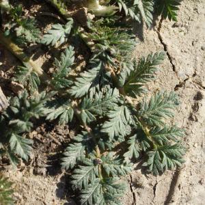 Photographie n°729285 du taxon Erodium cicutarium (L.) L'Hér.