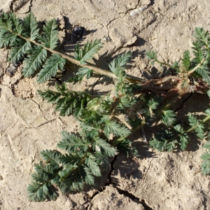 Photographie n°729286 du taxon Erodium cicutarium (L.) L'Hér.