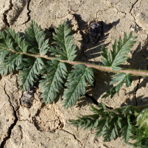 Photographie n°729287 du taxon Erodium cicutarium (L.) L'Hér.