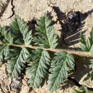 Photographie n°729288 du taxon Erodium cicutarium (L.) L'Hér.