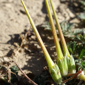 Photographie n°729292 du taxon Erodium cicutarium (L.) L'Hér.