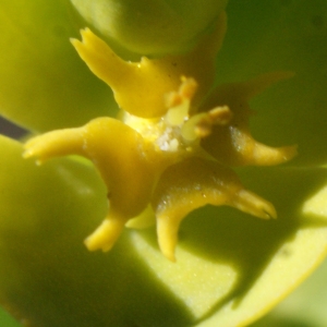 Photographie n°729307 du taxon Euphorbia segetalis subsp. segetalis