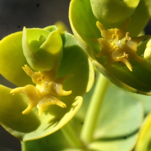 Photographie n°729308 du taxon Euphorbia segetalis subsp. segetalis