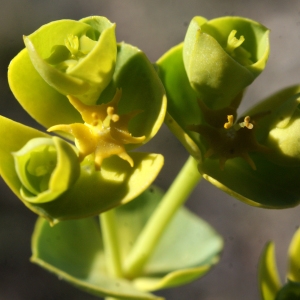 Photographie n°729310 du taxon Euphorbia segetalis subsp. segetalis