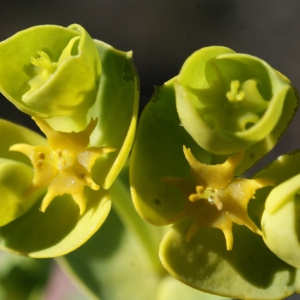 Photographie n°729312 du taxon Euphorbia segetalis subsp. segetalis