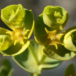 Photographie n°729313 du taxon Euphorbia segetalis subsp. segetalis