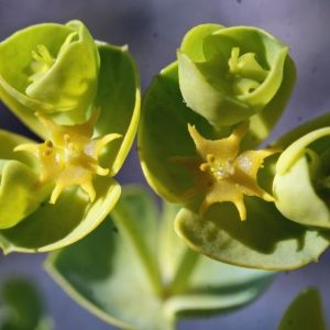 Photographie n°729314 du taxon Euphorbia segetalis subsp. segetalis