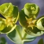  Liliane Roubaudi - Euphorbia segetalis subsp. segetalis