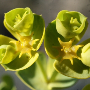 Photographie n°729315 du taxon Euphorbia segetalis subsp. segetalis
