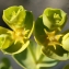  Liliane Roubaudi - Euphorbia segetalis subsp. segetalis