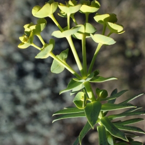 Photographie n°729316 du taxon Euphorbia segetalis subsp. segetalis