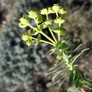 Photographie n°729317 du taxon Euphorbia segetalis subsp. segetalis