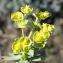  Liliane Roubaudi - Euphorbia segetalis subsp. segetalis