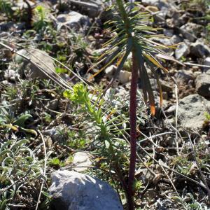  - Euphorbia segetalis subsp. segetalis