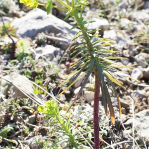  - Euphorbia segetalis subsp. segetalis