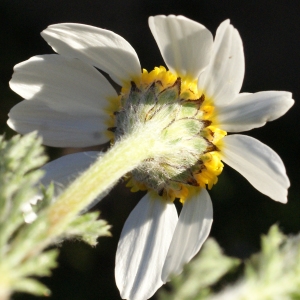 Photographie n°729380 du taxon Anacyclus clavatus (Desf.) Pers. [1807]