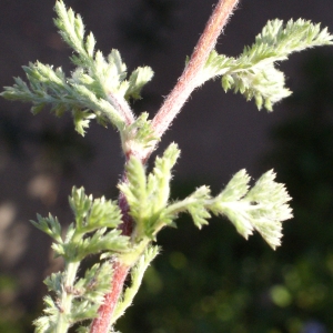 Photographie n°729381 du taxon Anacyclus clavatus (Desf.) Pers. [1807]