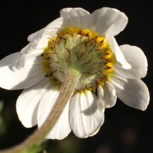 Photographie n°729388 du taxon Anacyclus clavatus (Desf.) Pers. [1807]