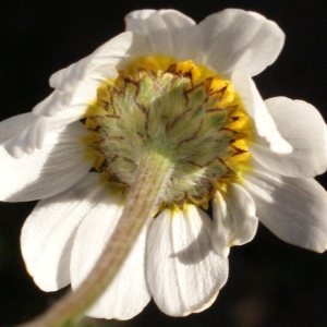 Photographie n°729389 du taxon Anacyclus clavatus (Desf.) Pers. [1807]