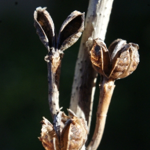 Photographie n°729394 du taxon Asphodelus fistulosus L. [1753]