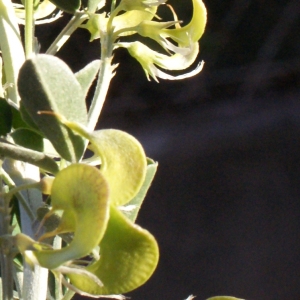 Photographie n°729471 du taxon Medicago arborea L. [1753]