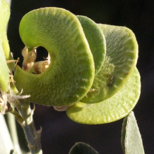 Photographie n°729475 du taxon Medicago arborea L. [1753]