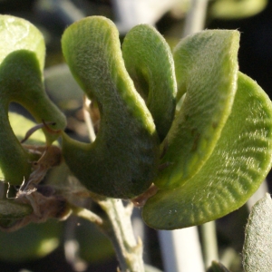 Photographie n°729476 du taxon Medicago arborea L. [1753]