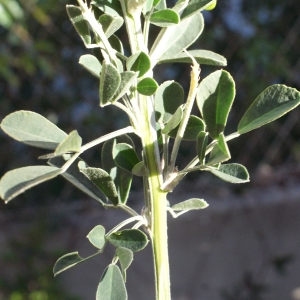 Photographie n°729478 du taxon Medicago arborea L. [1753]