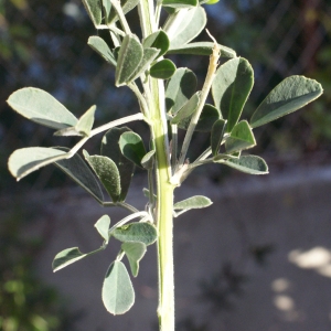 Photographie n°729479 du taxon Medicago arborea L. [1753]