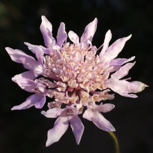  - Scabiosa atropurpurea var. maritima (L.) Fiori [1903]