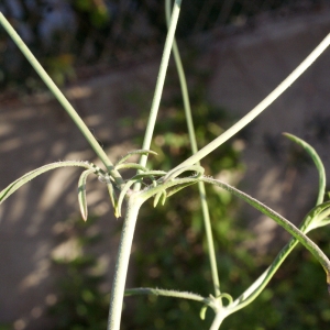 Photographie n°729490 du taxon Scabiosa atropurpurea var. maritima (L.) Fiori [1903]