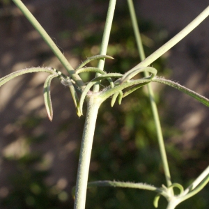 Photographie n°729491 du taxon Scabiosa atropurpurea var. maritima (L.) Fiori [1903]