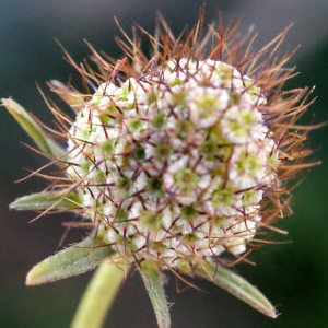 Photographie n°729495 du taxon Scabiosa atropurpurea var. maritima (L.) Fiori [1903]