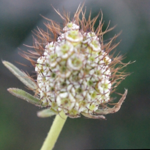 Photographie n°729497 du taxon Scabiosa atropurpurea var. maritima (L.) Fiori [1903]
