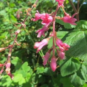 Photographie n°729499 du taxon Ribes sanguineum Pursh [1814]