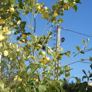 Photographie n°729734 du taxon Citrus limon (L.) Burm.f. [1768]