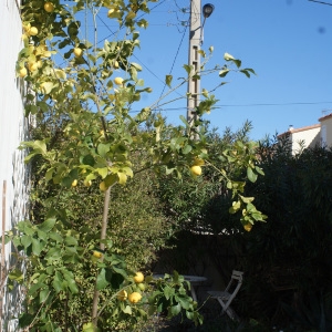 Photographie n°729736 du taxon Citrus limon (L.) Burm.f. [1768]