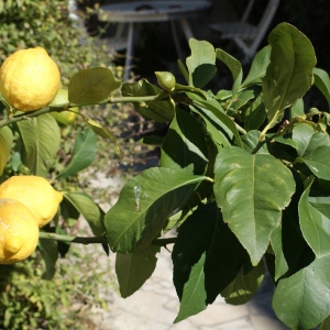 Photographie n°729737 du taxon Citrus limon (L.) Burm.f. [1768]