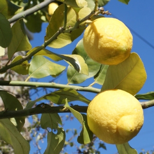 Photographie n°729738 du taxon Citrus limon (L.) Burm.f. [1768]