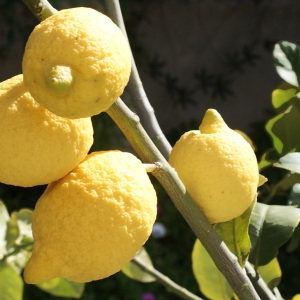 Photographie n°729740 du taxon Citrus limon (L.) Burm.f. [1768]