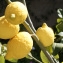  Liliane Roubaudi - Citrus limon (L.) Burm.f. [1768]