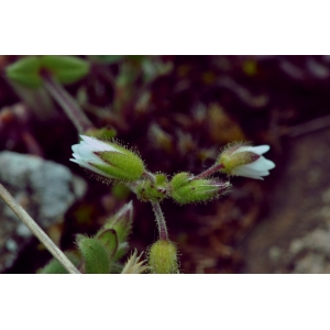Cerastium semidecandrum subsp. glutinosum (Fr.) Schübler & G.Martens (Céraiste pâle)