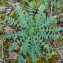  Paul Fabre - Erodium cicutarium (L.) L'Hér.