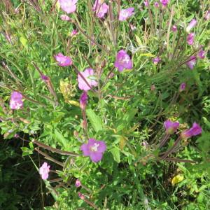 Photographie n°729802 du taxon Epilobium hirsutum L.