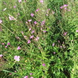 Photographie n°729803 du taxon Epilobium hirsutum L.