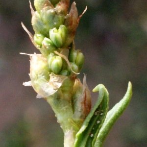 Rumex roseus L. (Rumex de Tanger)